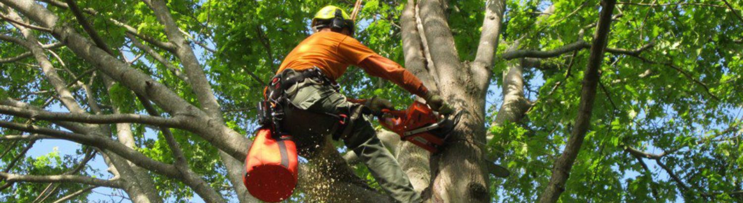 JJ Tree Service  